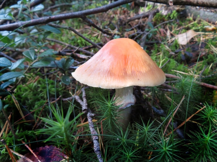 Колпак кольчатый (rozites caperatus)