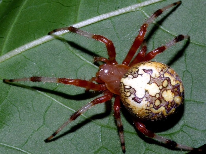 Мраморный крестовик araneus marmoreus