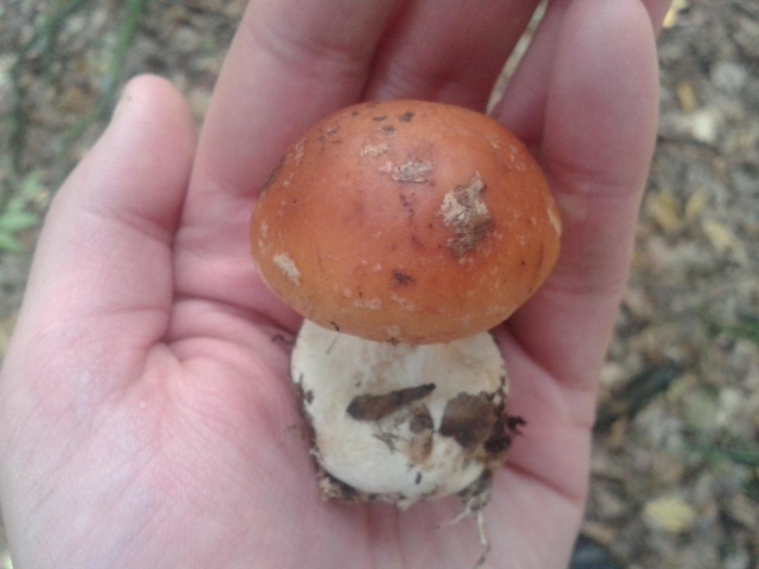 Белопаутинник луковичный