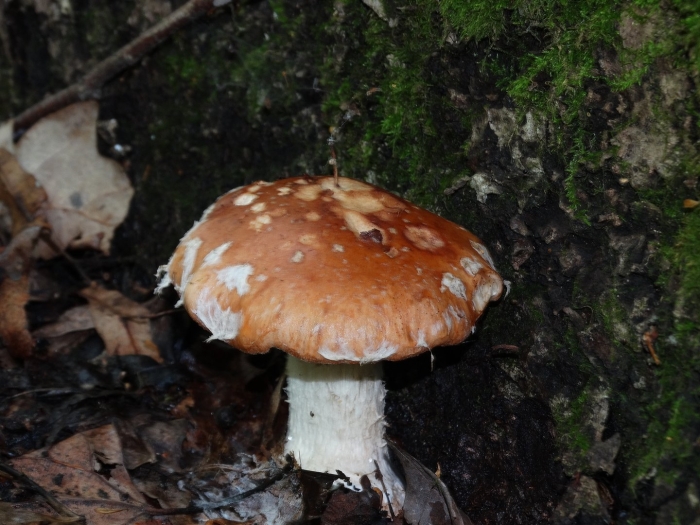 Leucocortinarius bulbiger