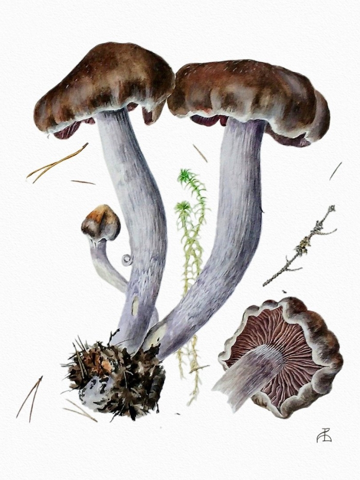 Грибы акварелью александр вязьменский