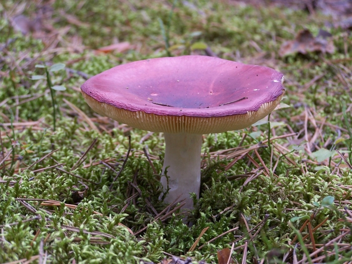 Russula xerampelina