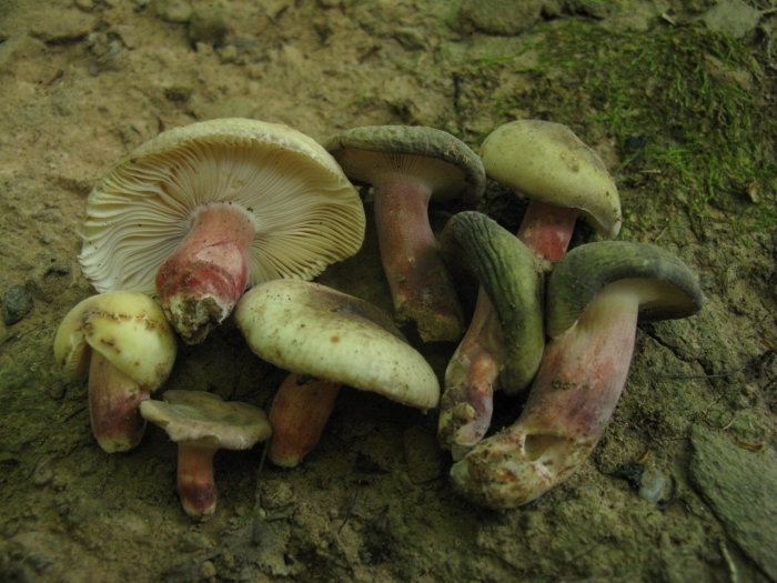 Сыроежка розовая russula rosea