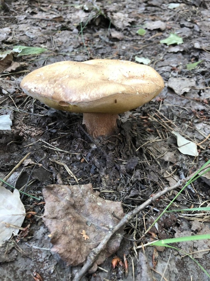 Boletus reticulatus