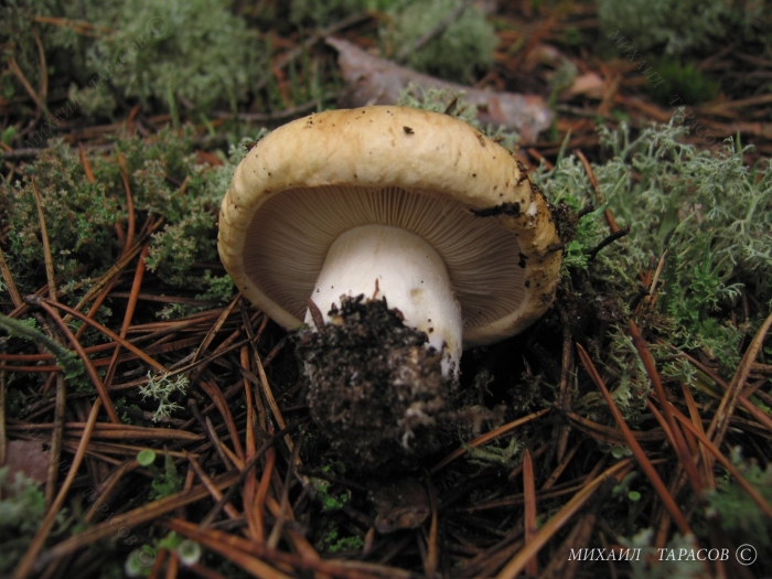 Russula delica (подгруздок белый)
