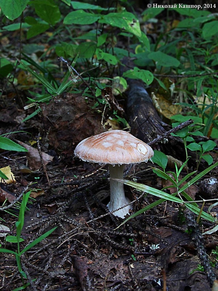 Паутинник гриб