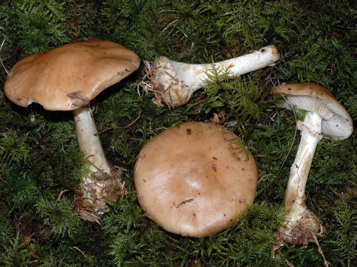 Белопаутинник луковичный