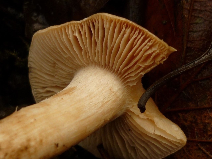 Гебелома горчичная hebeloma sinapizans