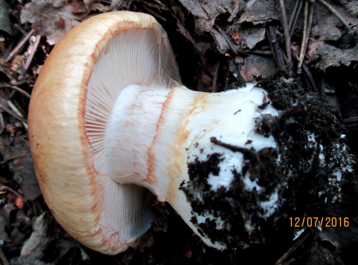 Паутинник гриб желтый с толстой ножкой