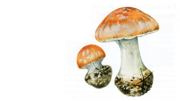 Белопаутинник клубненосный