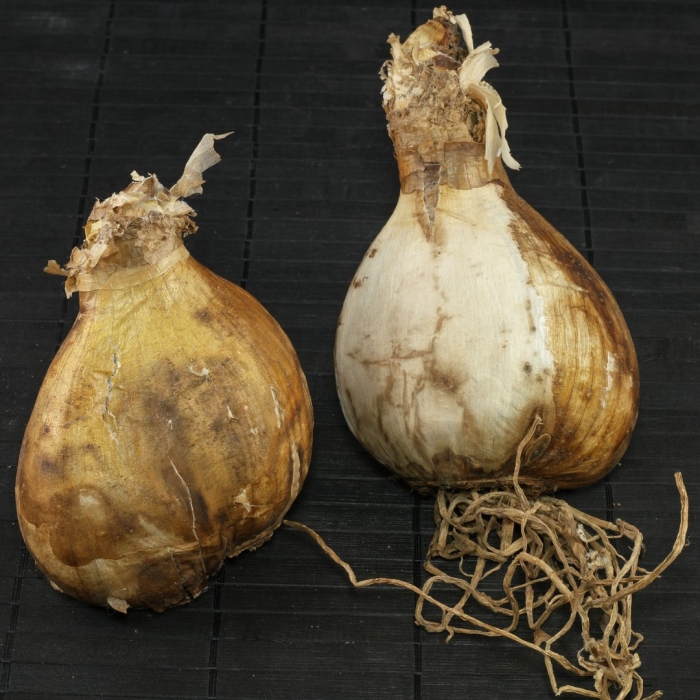 Amaryllis belladonna луковица