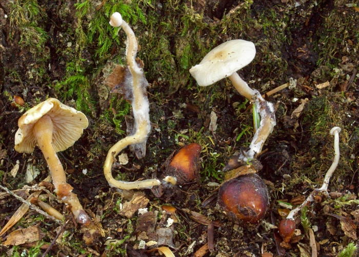 Гигрофор лиственничный