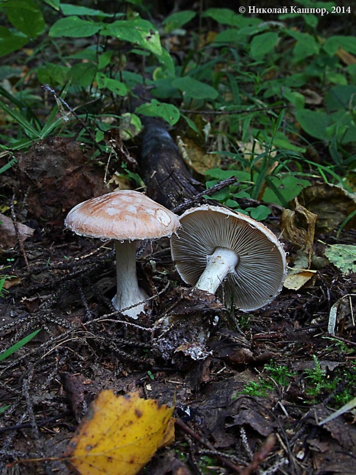 Гебелома углелюбивая