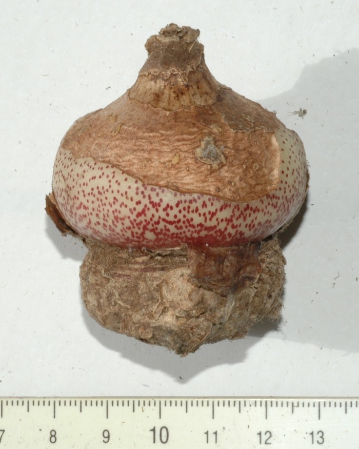 Scadoxus multiflorus