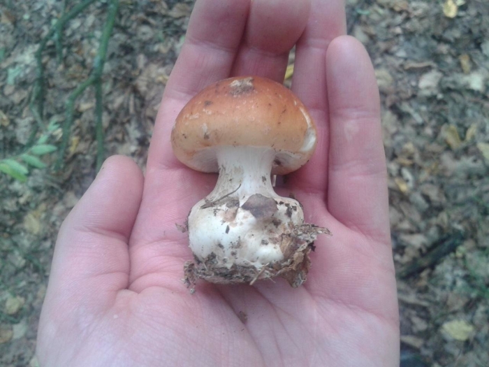 Паутинник триумфальный гриб