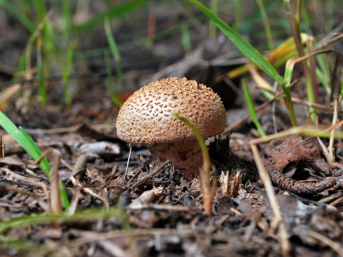 Ложнодождевик луковичный