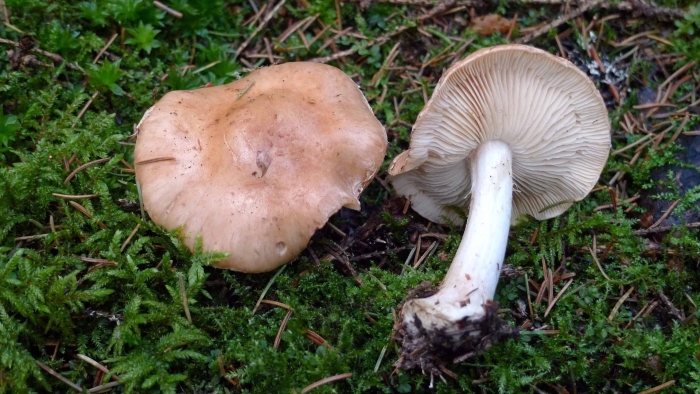 Гебелома клейкая валуй ложный