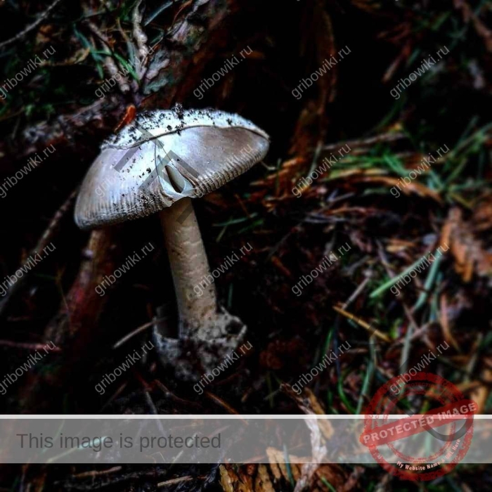 Гриб бледная поганка