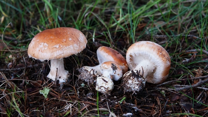 Белопаутинник клубненосный