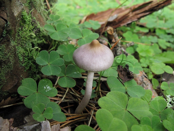 Волоконница земляная фиолетовая