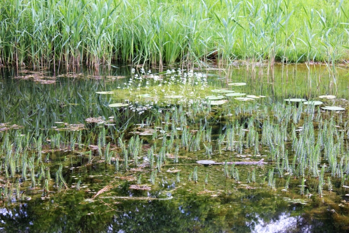 Элодея канадская
