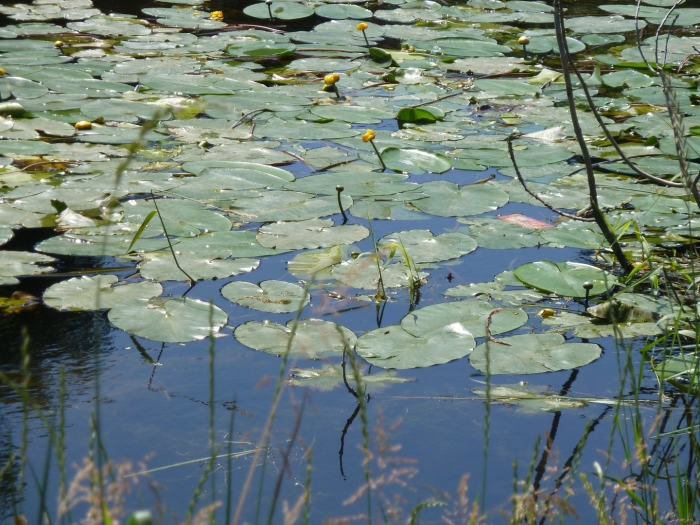 Озеро селигер кувшинки
