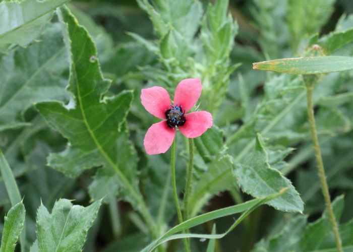 Мак гибридный