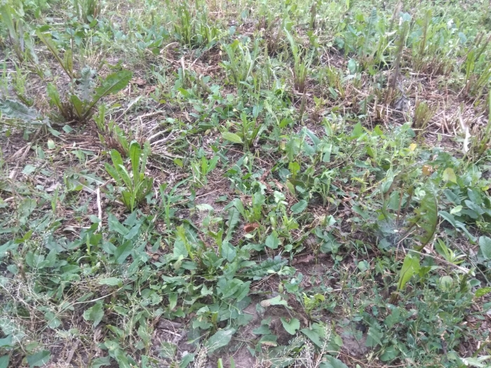 Крестовка ползучая сорняк