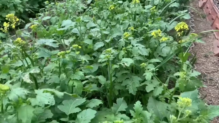 Съедобная трава в огороде