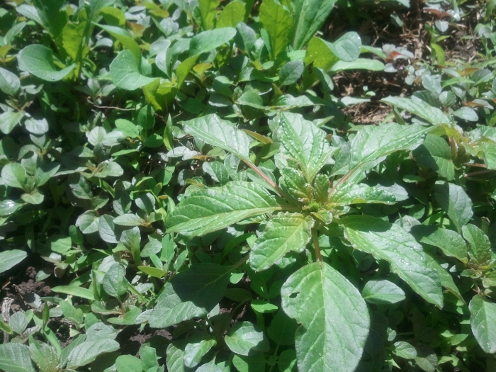 Щирица запрокинутая amaranthus retroflexus