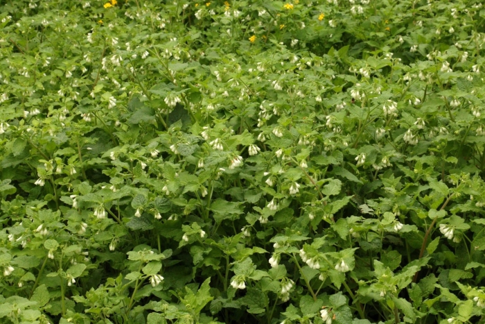 Сорняк с белыми мелкими цветочками