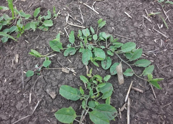 Вьюнок березка сорняк