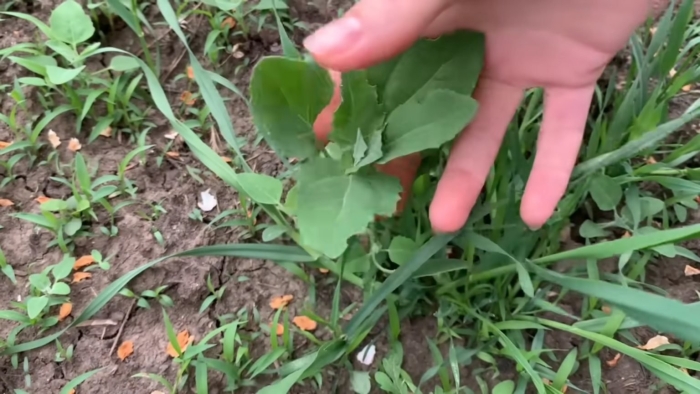 Съедобные сорняки