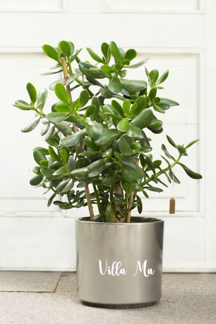 Денежное дерево крассула