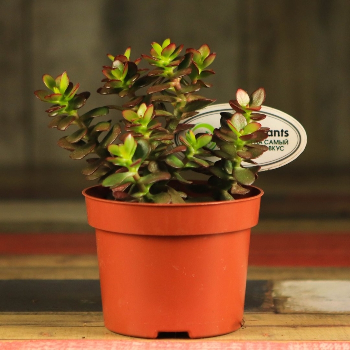 Крассула овата минор