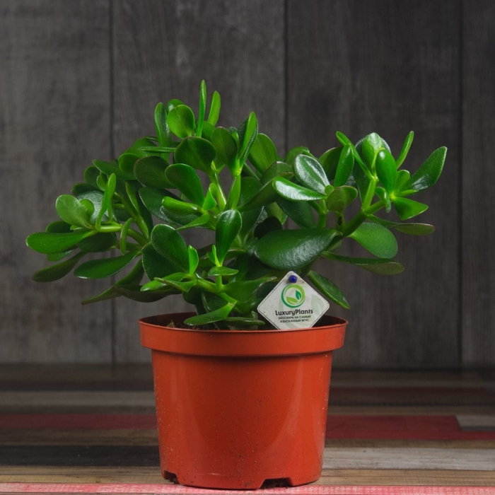 Крассула овата микс