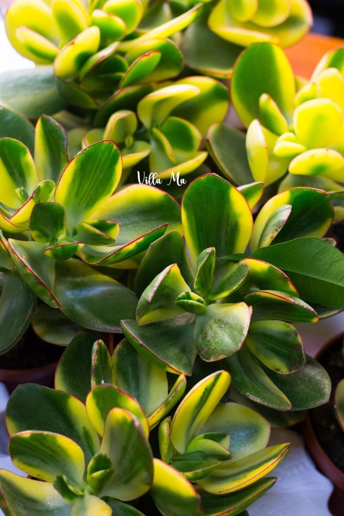 Крассула вариегатная