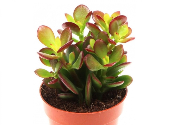 Крассула минор