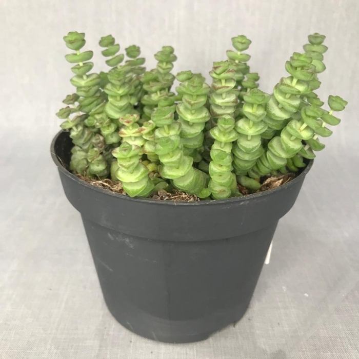 Крассула марниериана хоттентот