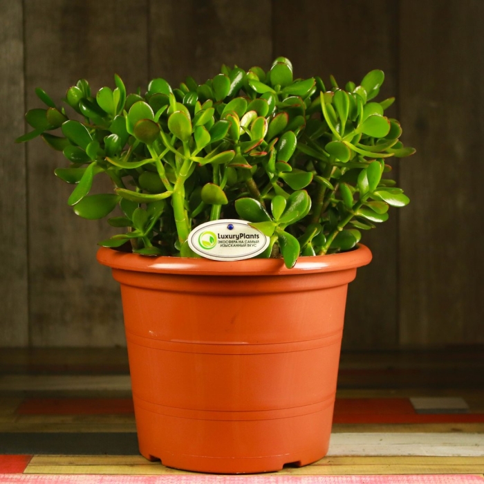 Крассула овата цветок