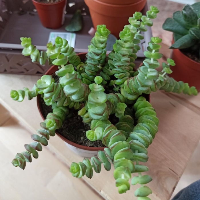 Крассула мискоса