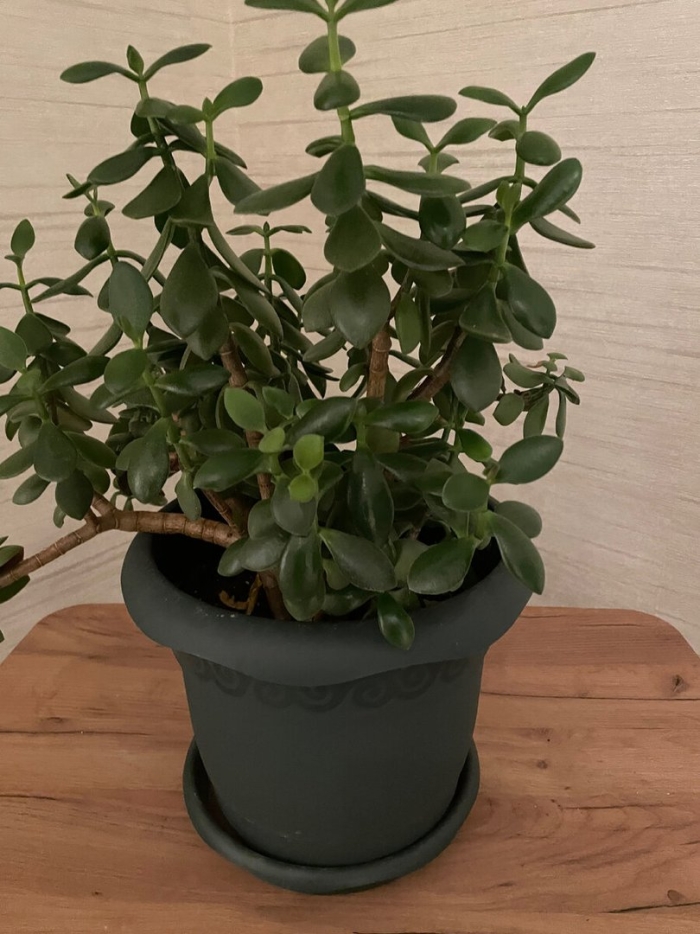 Денежное дерево толстянка