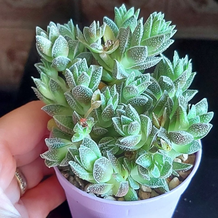 Crassula mesembryanthemoides суккулент
