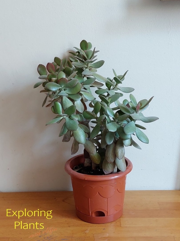 Крассула толстянка