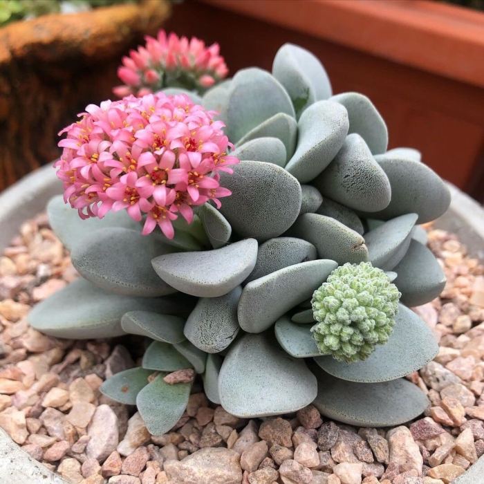 Суккуленты крассула морган