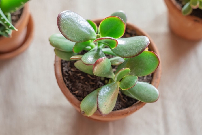 Крассула яйцевидная