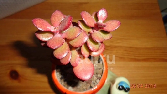 Крассула цветок