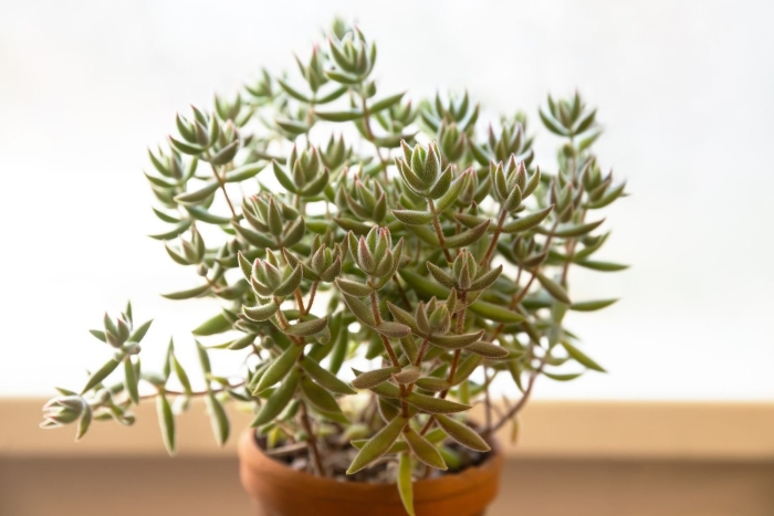 Crassula mesembryanthemoides