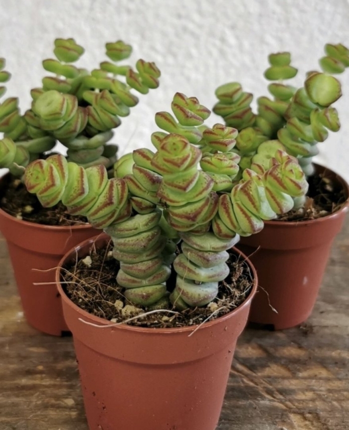 Крассула hottentot