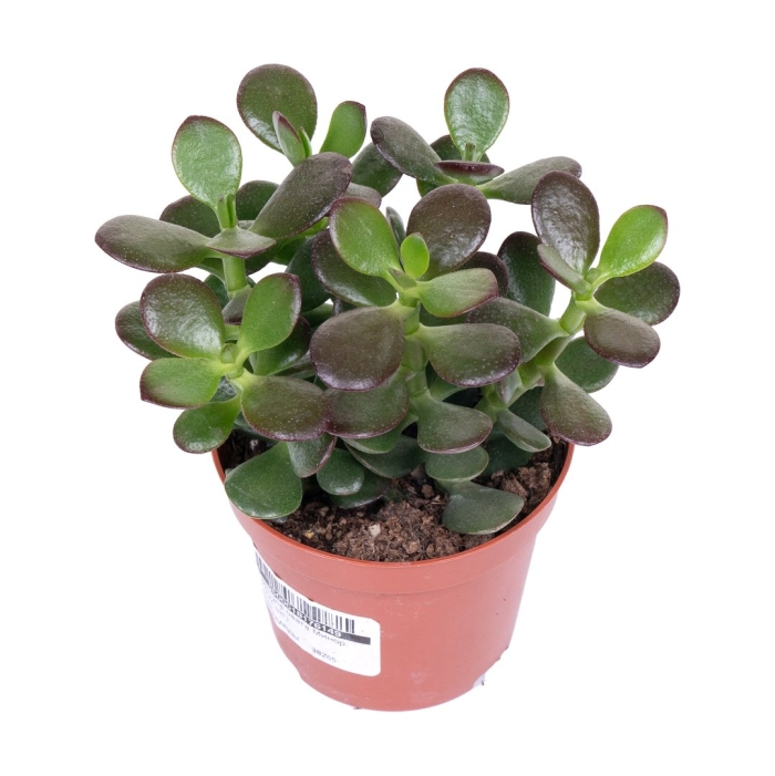 Crassula ovata